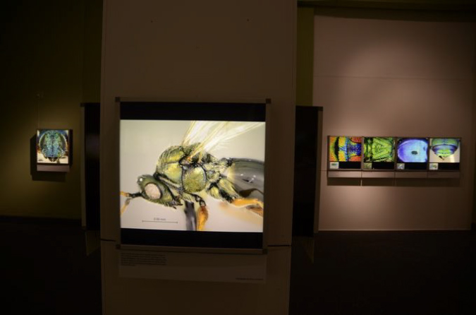 Wasp_exhibition__DSC3492